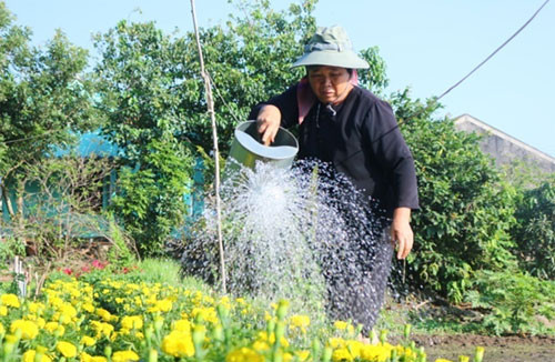 Cùng Tàu Phú Qúy IsLand về thăm làng hoa tết ở đảo Phú Quý – hình 3